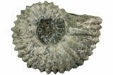 Bumpy Ammonite (Douvilleiceras) Fossil - Madagascar #224596-1
